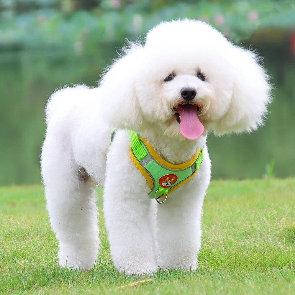 Summit Reflective Dog Harness & Leash Set product photo – Lost Lake Outdoor