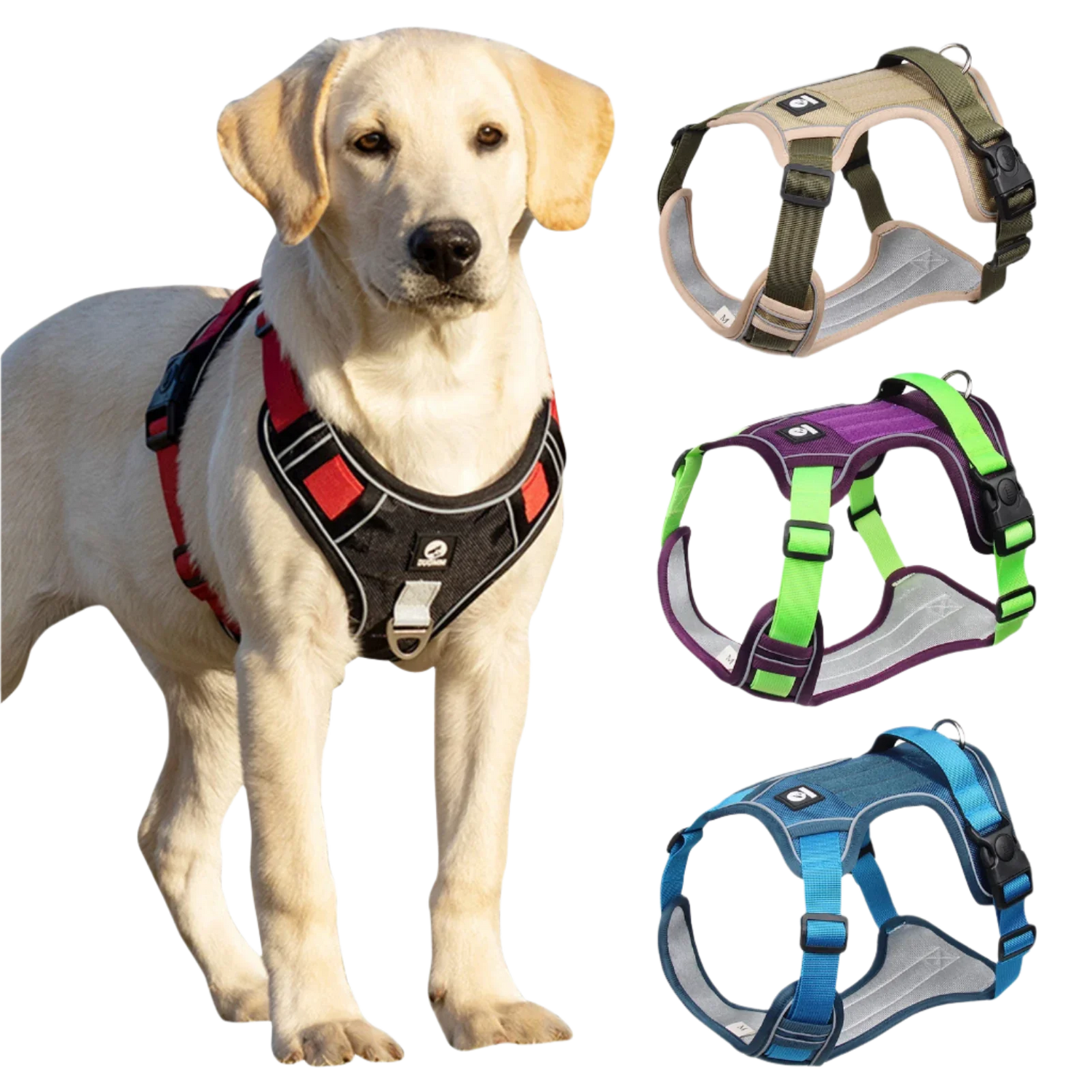 Dog Gear