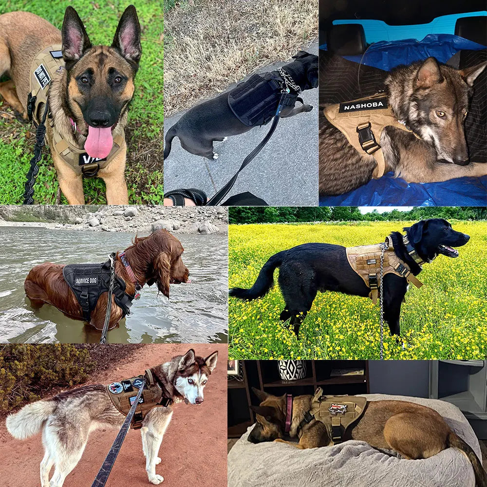Ranger Tactical Dog Harness – Heavy Duty No-Pull Vest product photo – Lost Lake Outdoor